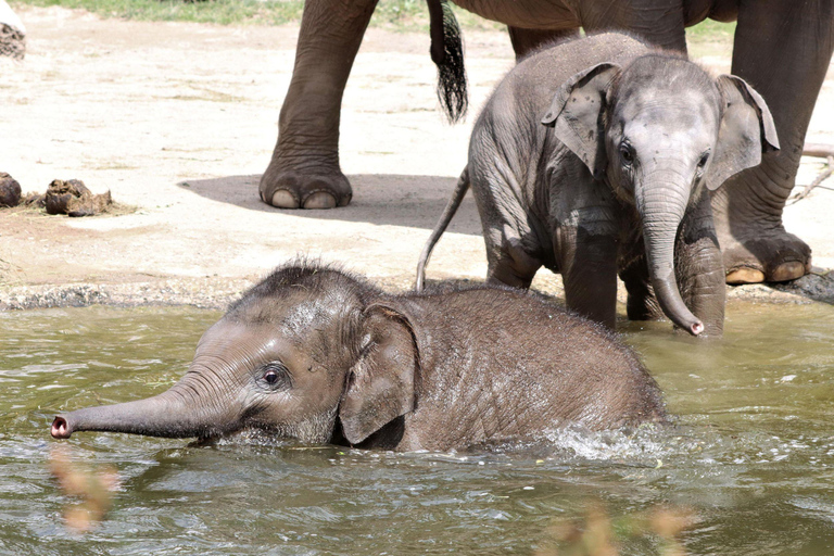 Zoo Leipzig: Ticket für den Eintritt