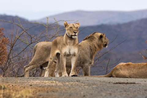 From St Lucia: Big 5 Safari in the Hluhluwe-Imfolozi Park Safari For Six Big 5 Safari
