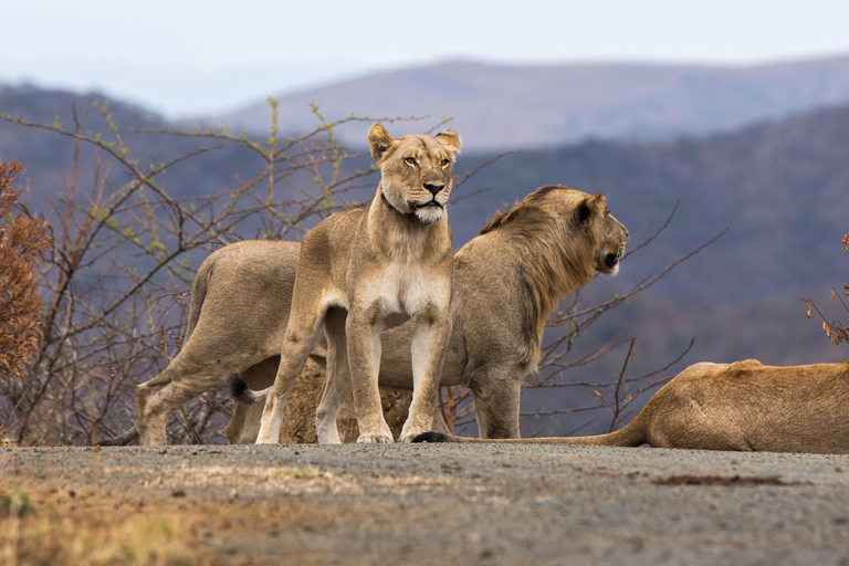 From St Lucia: Big 5 Safari in the Hluhluwe-Imfolozi Park Safari For Six Big 5 Safari