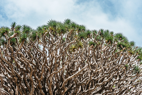 Icod de los Vinos: entrada al árbol del dragón y al jardín botánico