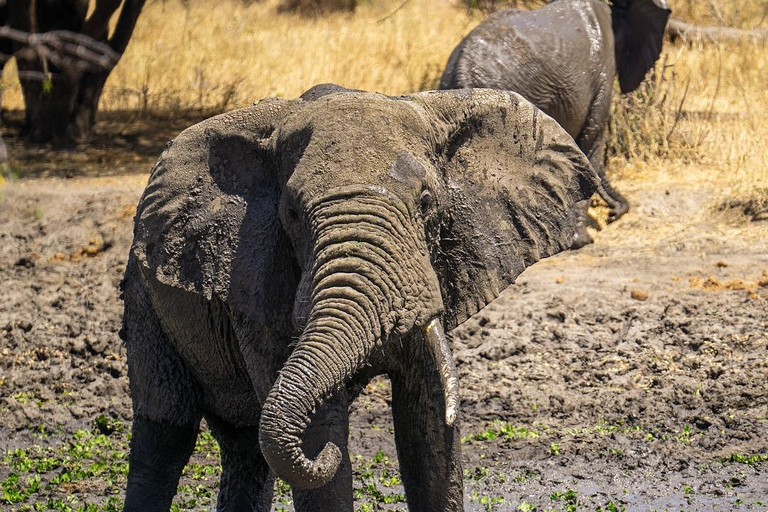 Tagestour: Sansibar nach Selous/ Nyerere National Park