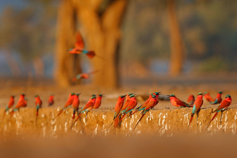 Birdwatching Safari - Chobe River (with Expert Guide)