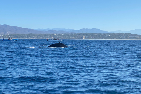Puerto Escondido: Bootstour zu Delfinen und MeerestierenPrivate Tour