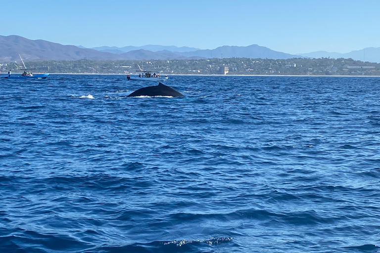 Puerto Escondido: Bootstour zu Delfinen und MeerestierenPrivate Tour