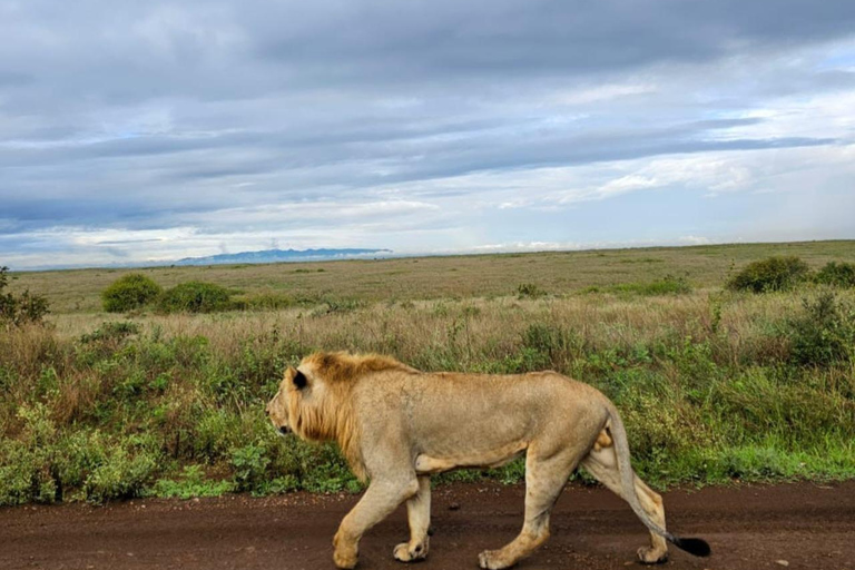 Nairobi: Nationalpark 5 Stunden GruppentourNairobi National Park Halbtages-Pirschfahrt