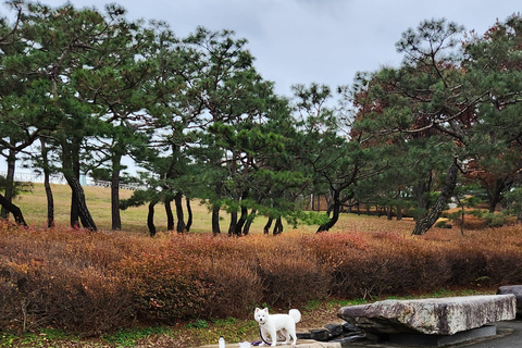 Seúl: Servicios de un lugareño por un día (Trámites/Tour/Diversión)