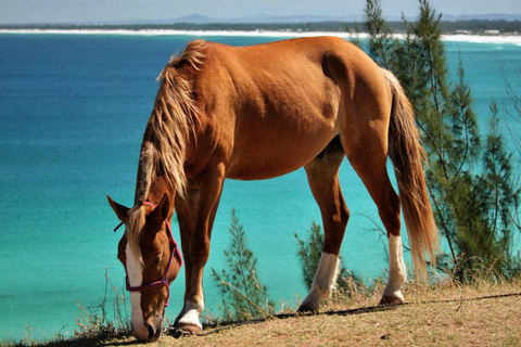Paphos: Sea Caves Beginner Horseback Ride by the Coast