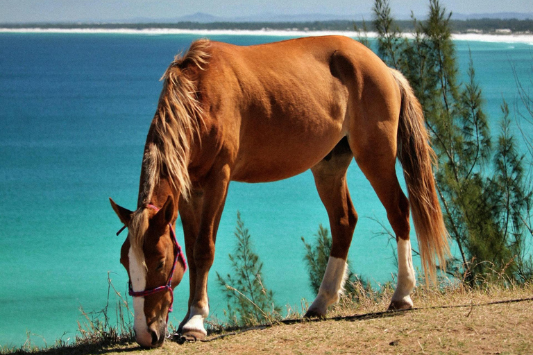 Paphos: Sea Caves Beginner Horseback Ride by the Coast