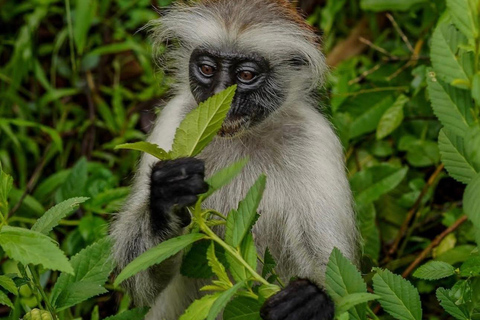 Zanzibar: las Jozani i jaskinia Salaam z odbiorem z hoteluWYCIECZKA PRYWATNA: z odbiorem z hotelu ze WSZYSTKICH HOTELI na Zanzibarze