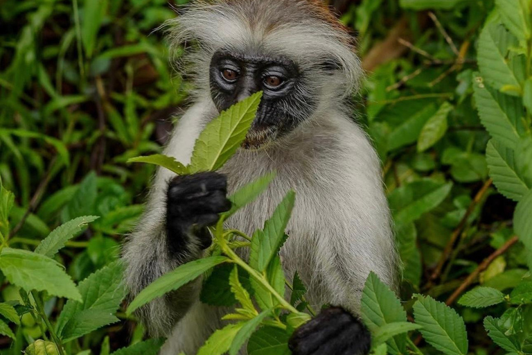 Zanzibar: las Jozani i jaskinia Salaam z odbiorem z hoteluWYCIECZKA PRYWATNA: z odbiorem z hotelu ze WSZYSTKICH HOTELI na Zanzibarze