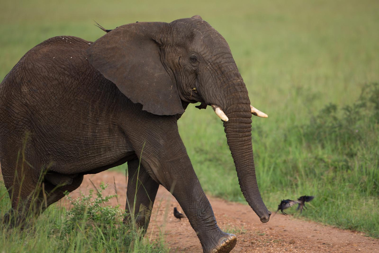 From Kampala/Entebbe: 3-Day Sipi Falls & Pian Upe Safari