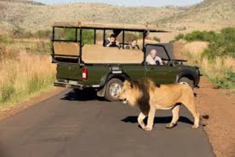 Pilanesberg Big Five Safari from Johannesburg with Open Jeep