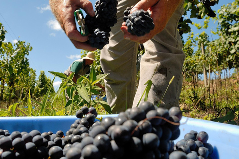 Rio de Janeiro: winery tour with wine tasting experience