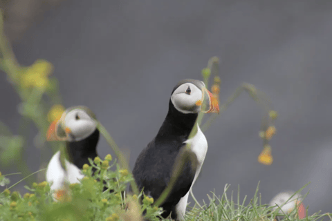 Reykjavik: Puffin and Whale Watching Boat Tour Combo