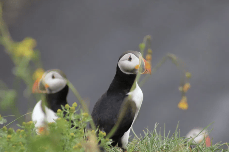 Reykjavik: Puffin and Whale Watching Boat Tour Combo