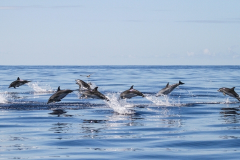 Z Ponta Delgada: rejs z obserwacją wielorybów i delfinówObserwowanie wielorybów i delfinów na łodzi Zodiac