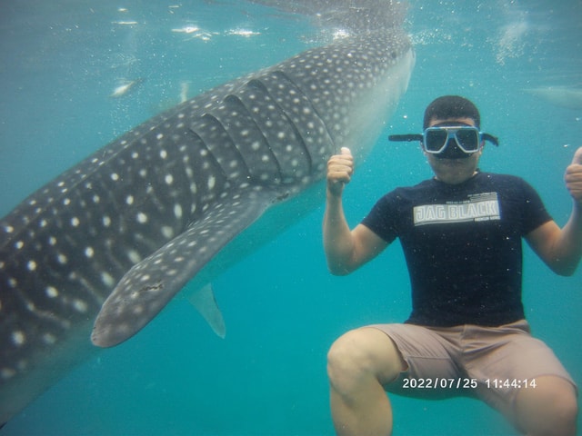 Visit Cebu Whaleshark Encounter, Tumalog Falls & Sumilon Sandbar in Cebu City