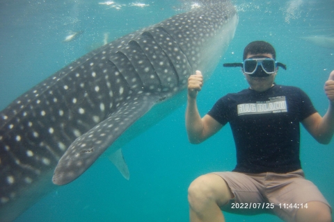 Cebu: Whaleshark Encounter, Tumalog Falls, & Monkey Viewing Whale shark Encounter, Tumalog Falls and Monkey Viewing Tour