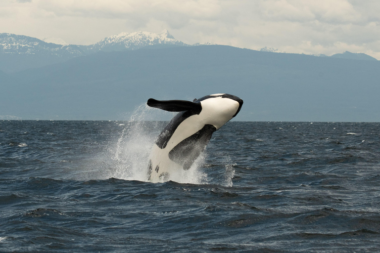 Vancouver: Open-air Whale Watching Tour, Granville Island