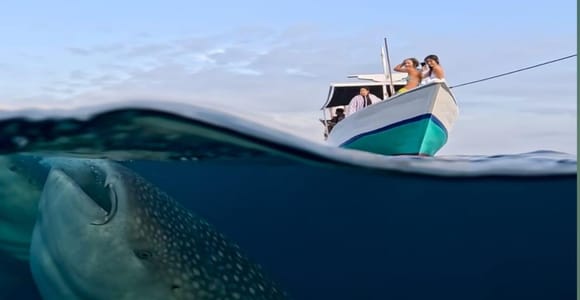 from sumbawa : 2D1N Overland Whale Shark Adventure