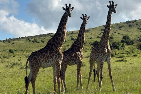 Nairobi: 3-Day epic trip to Maasai Mara Reserve with meals 3 days, 2 nights private safari to Mara in a tourist VAN