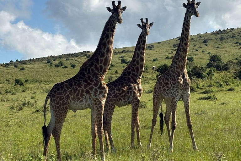 Nairobi: 3-Day epic trip to Maasai Mara Reserve with meals 3 days, 2 nights private safari to Mara in a tourist VAN