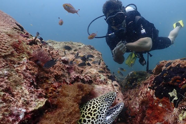 Exklusiva val- och delfinturer i Sri Lanka: Trincomalee