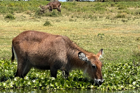 "Lake Naivasha Day Trip & Scenic Boat Ride Adventure"