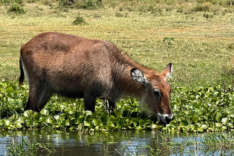 "Lake Naivasha Day Trip & Scenic Boat Ride Adventure"