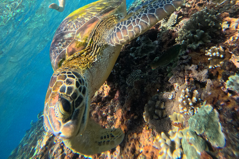 Bali/Nusa Penida: Private Snorkeling With Guide & West Tour Transfer from Sanur Area