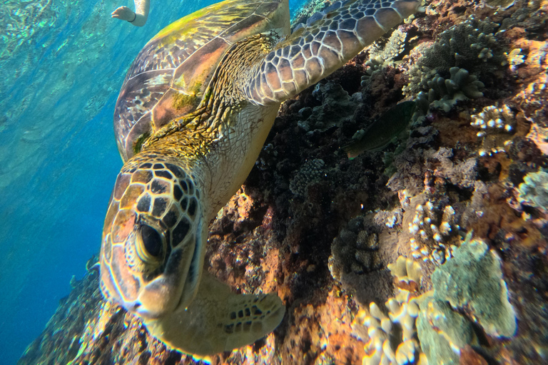 Bali/Nusa Penida: Private Snorkeling With Guide & West Tour Transfer from Sanur Area