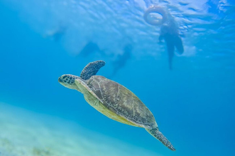 Diani Beach: Sunrise Boat Tour and Snorkeling Trip