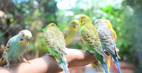 Langkawi: Wildlife Park Entry Ticket