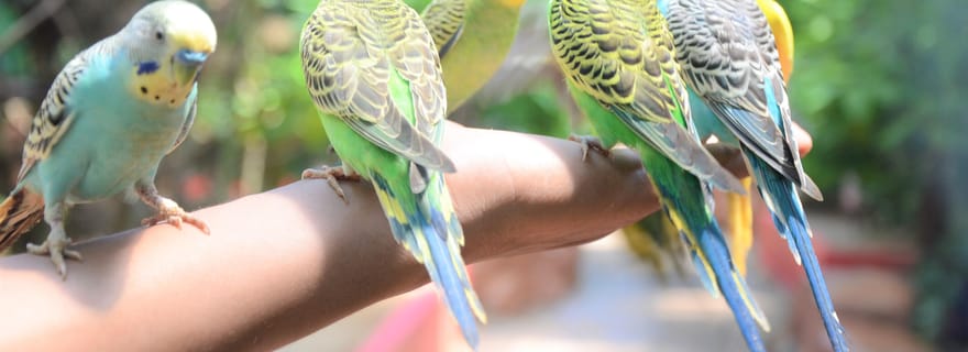 Langkawi : Billet d'entrée au parc animalier
