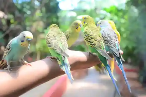 Langkawi: Wildlife Park Admission Ticket
