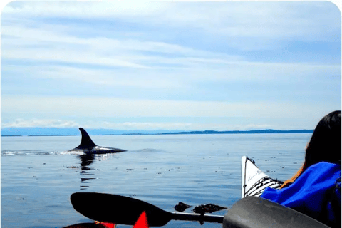 San Juan Island: West Side Half Day Kayak Tour Half Day