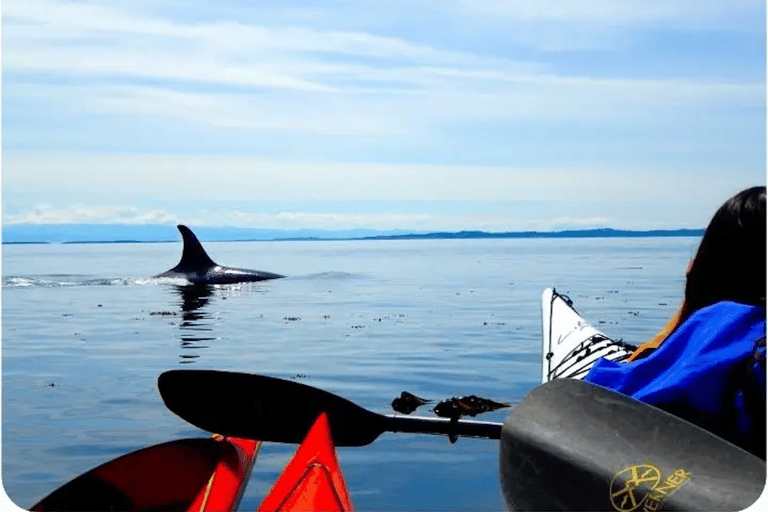 San Juan Island: West Side Half Day Kayak Tour Half Day