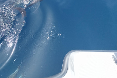 Lagos: Guided Small Group Dolphin Watching Tour