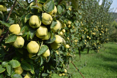 Oud Olympia: Privétour site, museum, bijenboerderij, wijnmakerij