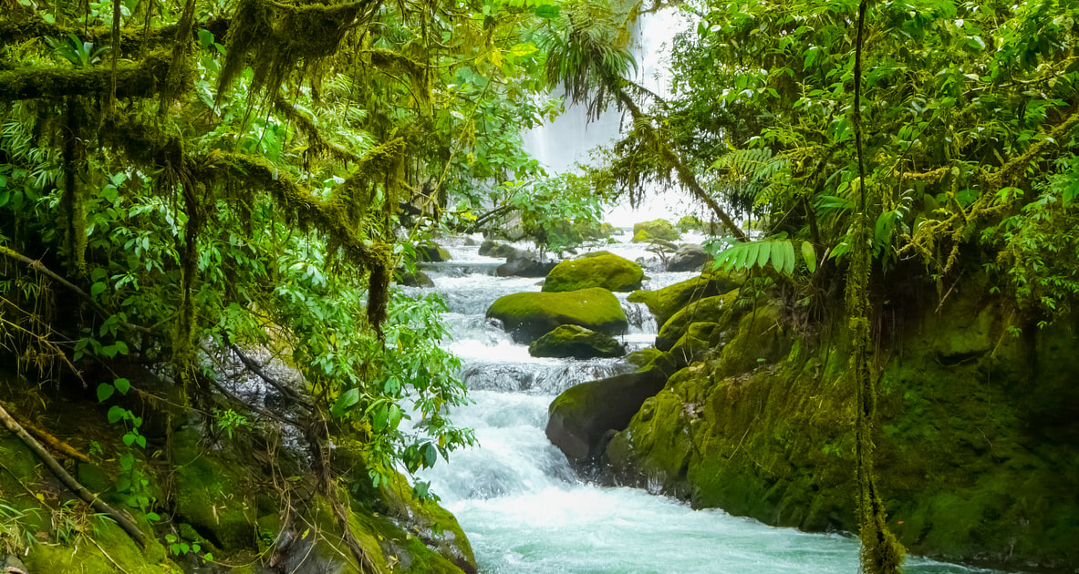 cascades de la forêt tropicale avec des animaux