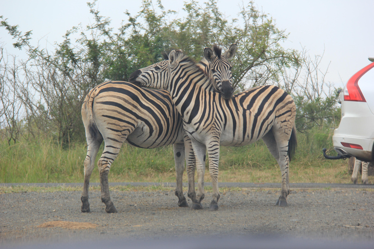 Hluhluwe/St Lucia : Standard or tailor made safari packages