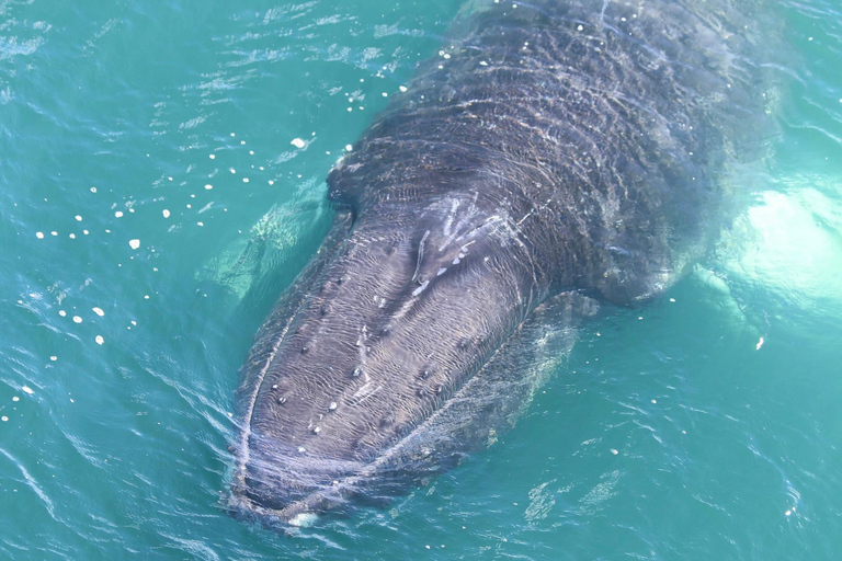 Akureyri: tour gastronomico e avvistamento balene