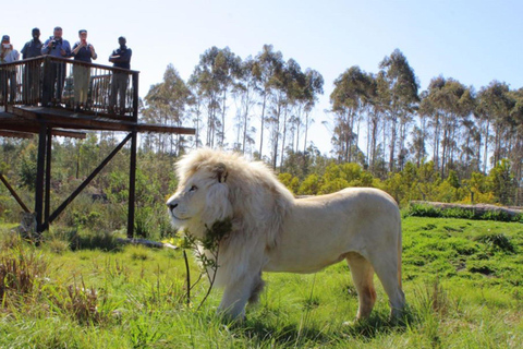 Joanesburgo: Visita ao Lion Park Safari, serviço de busca no hotel