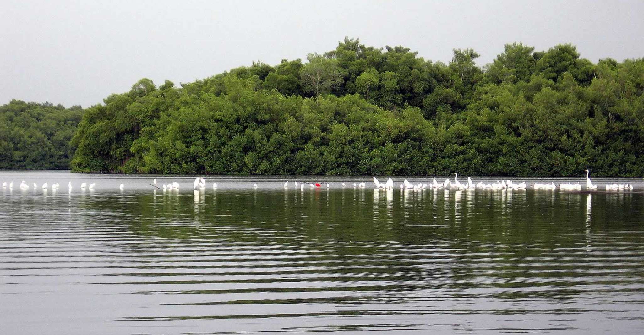 Caroni Swamp Wildlife Tour - Housity