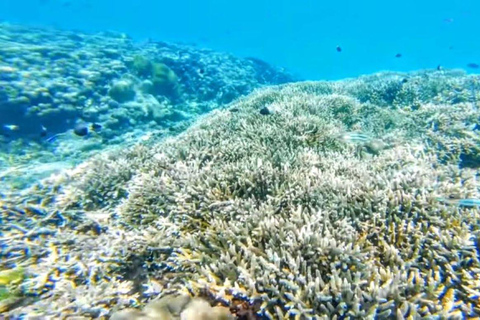 Day Trip: Kisite Dolphin Safari & Wasini Island with Lunch From Diani: Wasini Island Tour with Snorkeling and Lunch