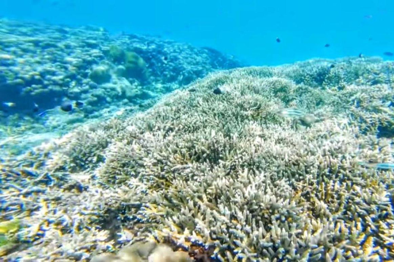 Day Trip: Kisite Dolphin Safari & Wasini Island with Lunch From Diani: Wasini Island Tour with Snorkeling and Lunch