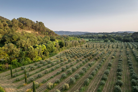 Free tour of the olive oil mill and olive oil tasting