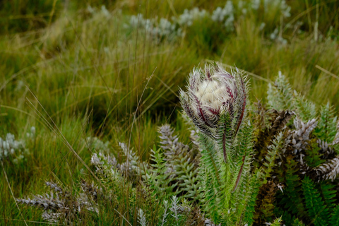 Aberdare National Park: Mount Satima Overnight Hike