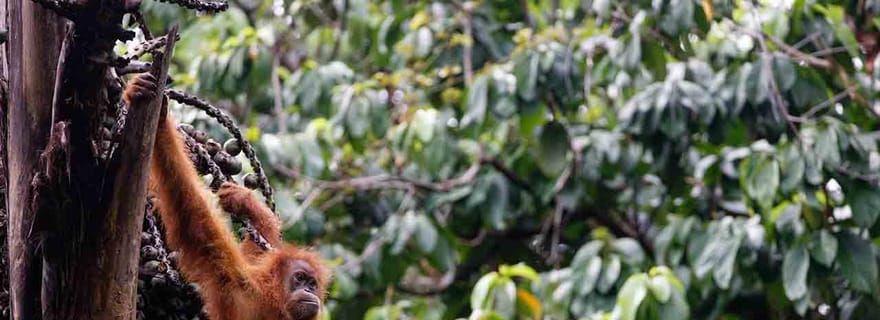 Bukit Lawang : randonnée écologique dans la jungle avec des orangs-outans