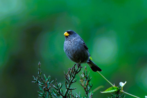 Cusco: Hummingbird Sanctuary Tour — 30+ Bird Species with transfers